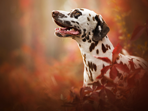 dog, muzzle, Leaf, Dalmatian