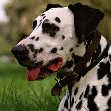 Dalmatian, dog