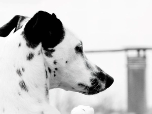 Dalmatian, Head, doggy