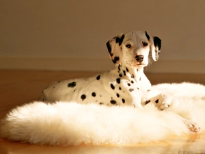 Dalmatian, Fur