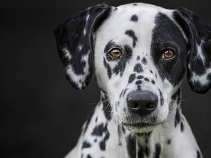 Dalmatian, Head