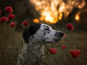 Dalmatian, papavers