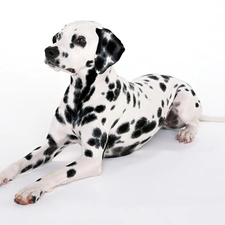 Dalmatian