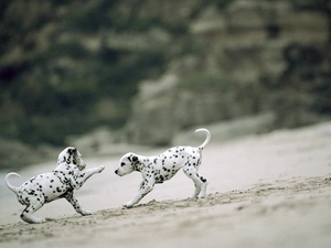 Dalmatians, play, little doggies