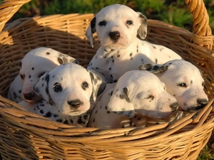 Dalmatians, basket, puppies