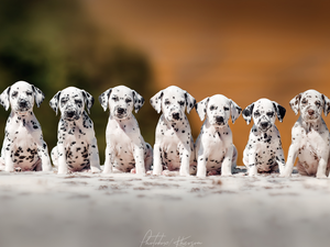 Dalmatians, Dogs, puppies