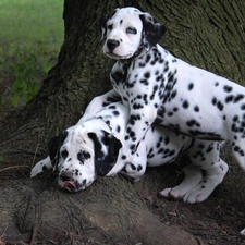 Dalmatians, trees, Two cars