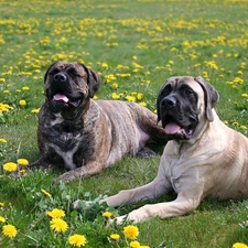 Dogs, Two cars, Amstaff, lying, Meadow, grass, Bullmastiff, dandelions