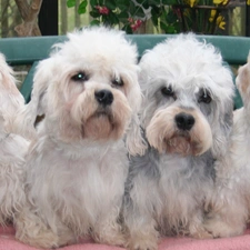 Dandie Dinmont Terriery, four