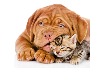 Dog de Bordeaux, cat, dog