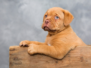 Dog de Bordeaux, dog, Puppy