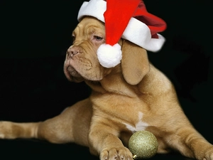 dog, Nicholas, Dog de Bordeaux, Hat