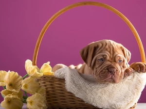 basket, dog, Dog de Bordeaux, Puppy