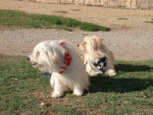 Berger des Pyr?n?es, scarves, Pyrenean Shepherd