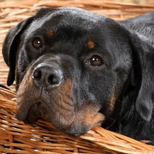 dispatch, Rottweiler