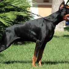 Doberman