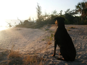 Doberman, Beaches