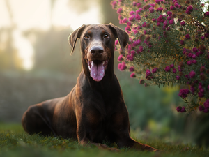 dog, muzzle, Flowers, Doberman