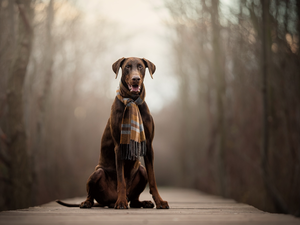 dog, Scarf, footbridge, Doberman