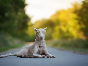 dog, Albinos, Way, Doberman