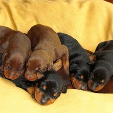 Doberman, puppies