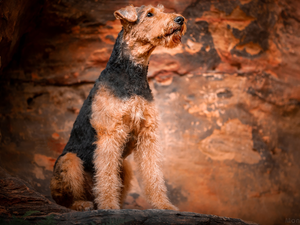 Airedale Terrier, sitter, dog