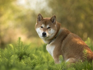 dog, grass, Akita Inu