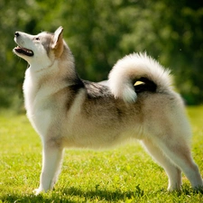 dog, Meadow, Alaskan Malamute