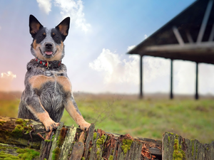 Australian Dog, Australian cattle dog
