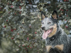 Australian Dog, Australian cattle dog