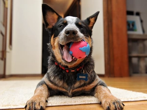 Australian Dog, Australian cattle dog