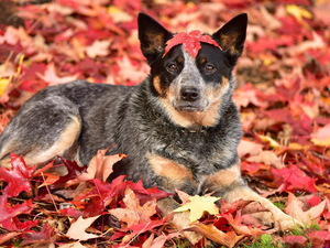 Leaf, dog, Australian cattle dog