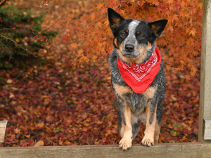 scarf, dog, Australian cattle dog
