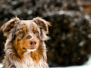 Australian, dog, sheep-dog
