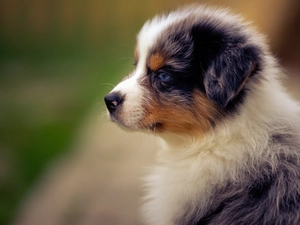 Australian, Puppy, sheep-dog