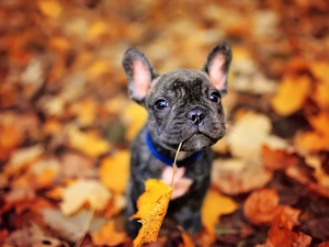 Puppy, Blurry Background, dog, French Bulldog, Leaf