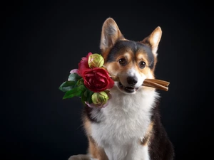 Flowers, Dark Background, Welsh corgi pembroke, bouquet, dog