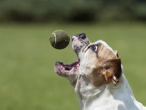 dog, Ball