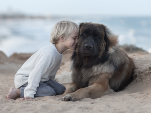 Leonberger, boy, Beaches, dog, Kid, friend, Sand
