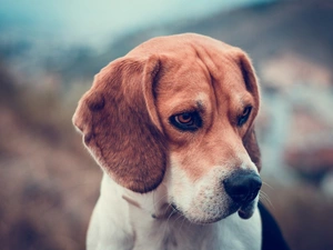 dog, Beagle