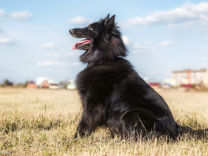 Meadow, dog, Belgian Shepherd Groenendael
