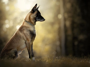 grass, dog, Belgian Shepherd Malinois