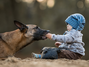 Kid, dog, Belgian Shepherd Malinois