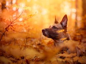 Leaf, dog, Belgian Shepherd Malinois