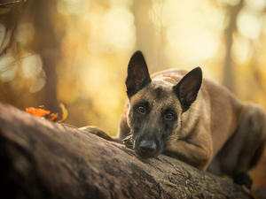 log, dog, Belgian Shepherd Malinois