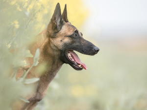 muzzle, dog, Belgian Shepherd Malinois