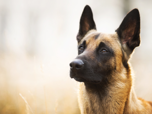 muzzle, dog, Belgian Shepherd Malinois