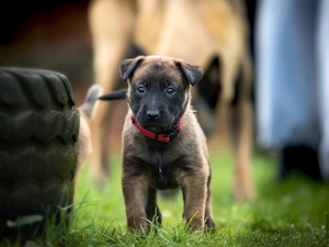 belgian, dog, sheep-dog