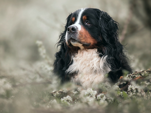 Bernese Mountain Dog, dog