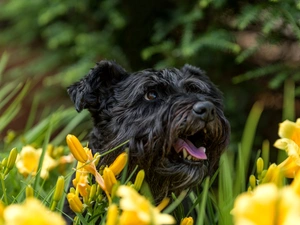 Black, Yellow, Flowers, dog